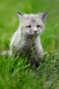 Baby silver fox Royalty Free Stock Photo