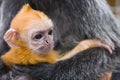 Baby silver leaf monkey Royalty Free Stock Photo