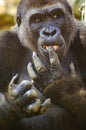 After eating some sweet potatoes, a gorilla licks his fingers. Royalty Free Stock Photo