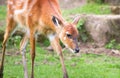 Baby sitatunga antelope aka marshbuck antelope Royalty Free Stock Photo