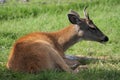 Baby Sitka Black Tail Deer in the Alaska Wildlife Conservation Center