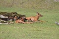 Baby Sitka Black Tail Deer in the Alaska Wildlife Conservation Center