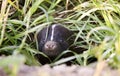 Baby Skunk in Den Royalty Free Stock Photo