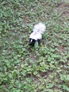 Baby skunk  or Kit  first day out Royalty Free Stock Photo