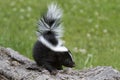 Baby Skunk on a Log Close-up