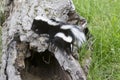 Two Curious Baby Skunks on a Log Royalty Free Stock Photo