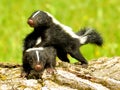 Baby skunks playing with each other Royalty Free Stock Photo