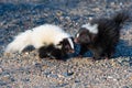 Baby Skunks playing in the road