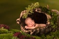 Baby sleeping in hollow tree trunk Royalty Free Stock Photo