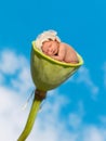 Baby sleeping in lotus pod