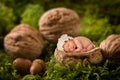 Baby sleeping in walnut