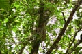 Baby Sloth, Costa Rica, Central America Royalty Free Stock Photo