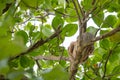 Baby sloth cuddles with mama sloth on a tree, two-toed sloth with long brown, grey hair, the slowest animals in the world, Cahuita Royalty Free Stock Photo