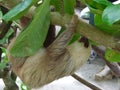 Slow motion baby sloth