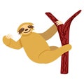 Baby sloth hanging on a branch isolated. Cute and funny. Flat cartoon style. Nature and ecology. Southern and Central America