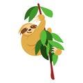 Baby sloth hanging on a branch with leaves. Cute and funny. Flat cartoon style. Nature and ecology. Southern and Central America