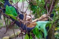 Baby sloth hanging in his nest