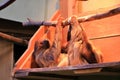 baby sloth and mother sloth in a shelf