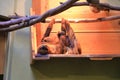 baby sloth and mother sloth in a shelf