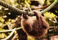 Baby sloth in Puerto Viejo de Talamaca. Limon , Costa Rica. Royalty Free Stock Photo