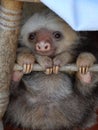 Baby Sloth Royalty Free Stock Photo