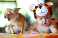 Baby and small dog Royalty Free Stock Photo