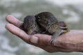 Baby small squirrel in hand of men in thailand.