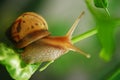 Baby Snail Royalty Free Stock Photo