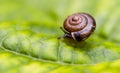 Baby Snail Royalty Free Stock Photo