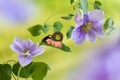 Baby snail on clematis flower Royalty Free Stock Photo