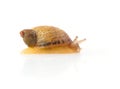 Baby snail Royalty Free Stock Photo