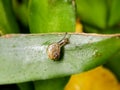 Baby Snail Royalty Free Stock Photo