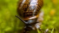 Baby snail on the grass Royalty Free Stock Photo