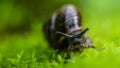 Baby snail on the grass Royalty Free Stock Photo