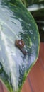 Baby snail at green leaf Royalty Free Stock Photo