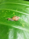 Baby Snail on green leaf Royalty Free Stock Photo