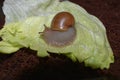 Baby snail on a lettuce leaf