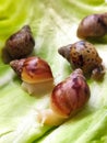 Baby snail on a lettuce leaf Royalty Free Stock Photo