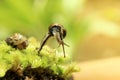 Baby Snail On The Moss