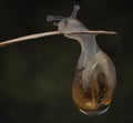 Baby snail newborn out from raindrop