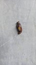 a baby snail that still doesn& x27;t have a shell is crawling on the wall