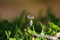 Baby snake Royalty Free Stock Photo