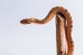 Baby snake isolated on white