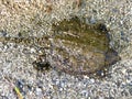 Baby snapper turtle camouflaged in sand