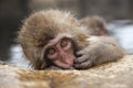 Baby snow monkey Royalty Free Stock Photo