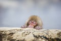 Baby Snow Monkey Asleep in the Steam