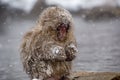 Baby snow monkey in heavy snow Royalty Free Stock Photo