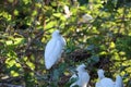 Baby Snowy Egrets perched on branch Royalty Free Stock Photo