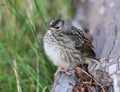 Baby Song Sparrow, Yellowstone National Park