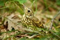 Baby song thrush on forest floor